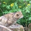 Wildkatzenfütterung im Pfaffengut in Plauen